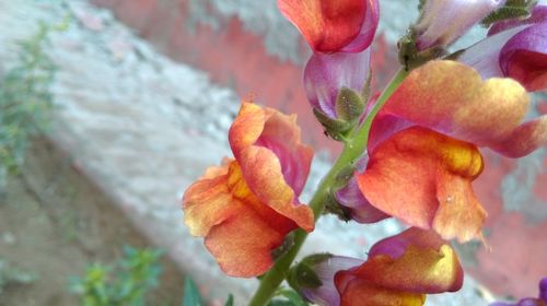 Close-up of flowers growing on tree