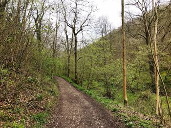 Road amidst bare trees in forest