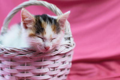 Cat sleeping in basket