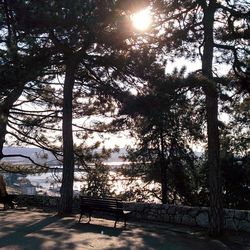 Sun shining through trees