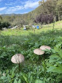 Close-up of mushrooms on field