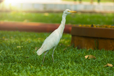 Close-up of white bird on field