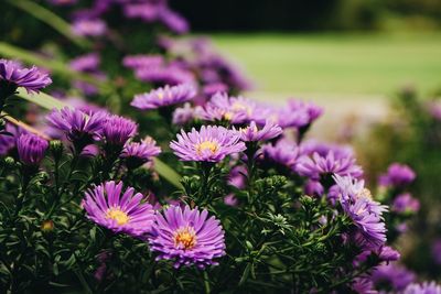 Purple aster field