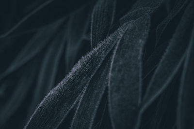 Full frame shot of plant