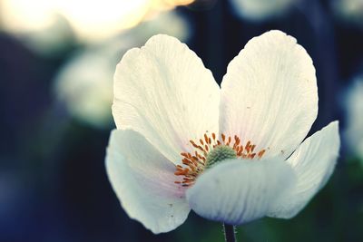 Close-up of flower blooming outdoors