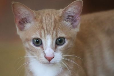 Close-up portrait of cat