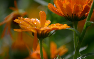 Close-up of orange flowers