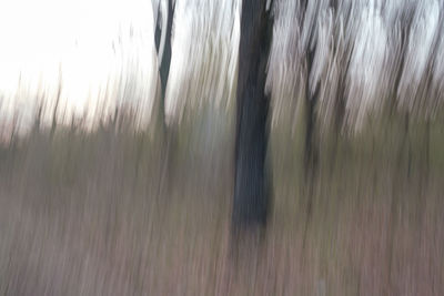 Full frame shot of trees on field