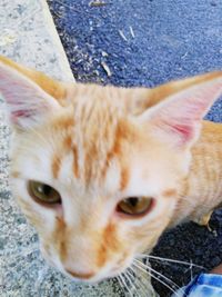 Close-up portrait of ginger cat