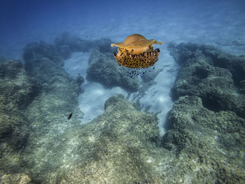 sea