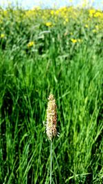 Close-up of wild flower on field