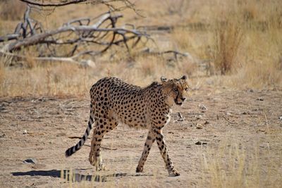 Full length of a cat