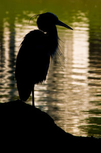 Rear view of silhouette bird in lake