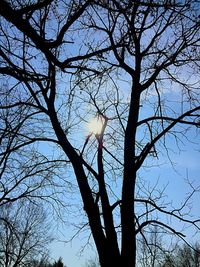 Low angle view of bare trees against sky