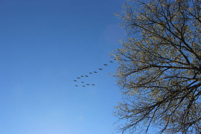 Low angle view of birds flying against blue sky