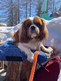 Cavalier king charles portrait in the snow