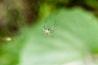 Spider on web