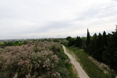 Road amidst trees against sky in city