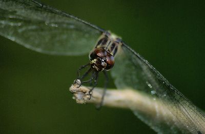 Close-up of dragonfly