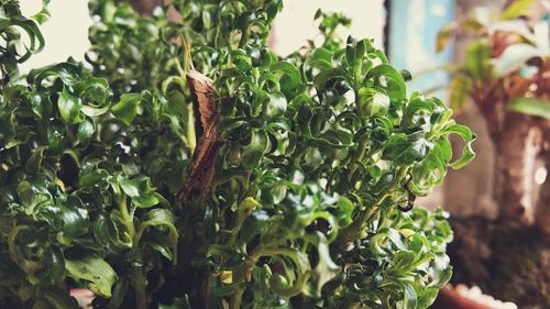 Close-up of fresh green plant