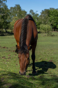 Horse grazing on field