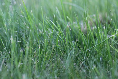 Close-up of grass growing in field