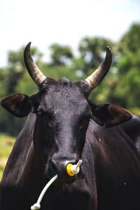 Close-up portrait of a horse