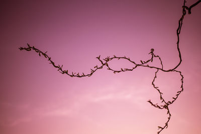 Low angle view of tree against sky