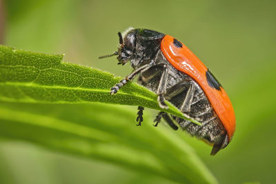 Close-up of insect on leaf