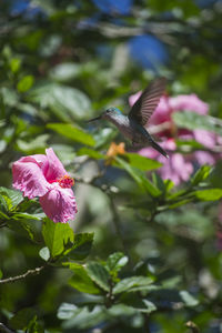 Close-up of pink flowers