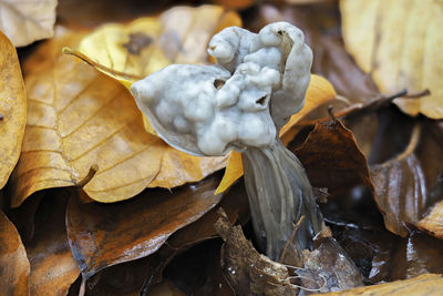 Close-up of dry leaves on plant during autumn