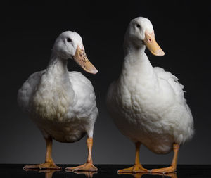Close-up of ducks in studio