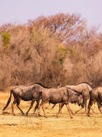 Side view of horse standing on field