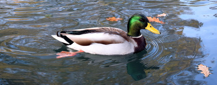 High angle view of mallard duck swimming in lake