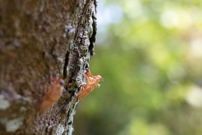 Close-up of insect on tree trunk