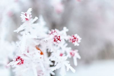 Close-up of white flowers on snow