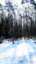 Trees against sky during winter