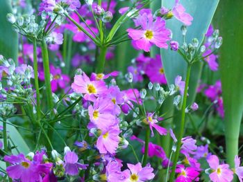 Close-up of purple flowers blooming outdoors