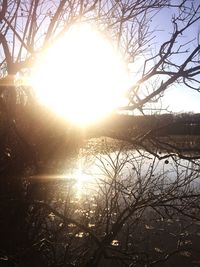 Sun shining through bare tree during sunset