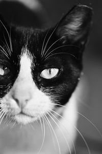 Close-up portrait of cat