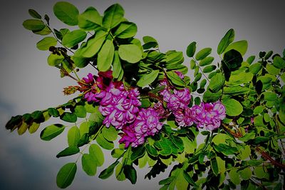 Close-up of flowers blooming outdoors