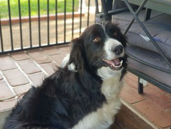 Close-up portrait of a dog