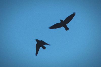 Low angle view of bird flying against clear blue sky