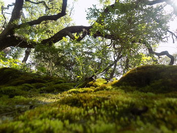 Trees growing on landscape