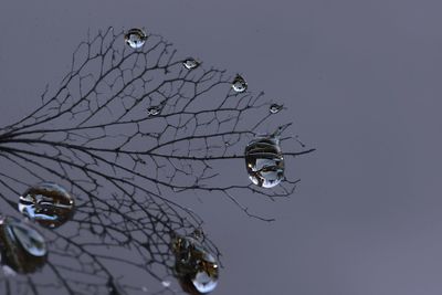 Close-up of spider on web against clear sky