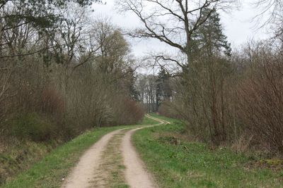 Road passing through forest