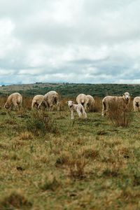 Sheep in a field