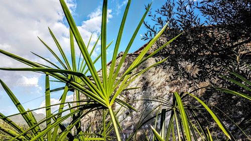 Low angle view of plants against sky