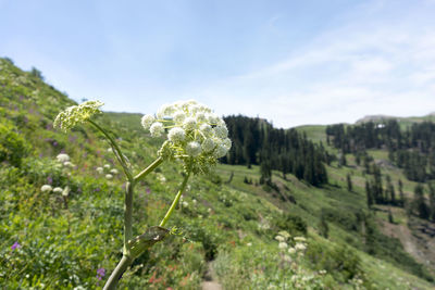 Close-up of flowering plants on land against sky