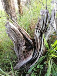 Close-up of tree roots in forest